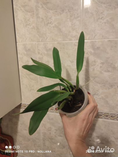 Орхидея каттлея компактная