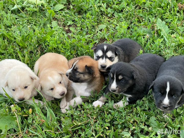 Щенки хаски