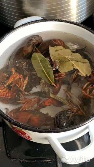 Раколовка уловистая