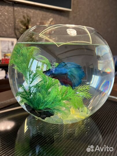 Аквариум с рыбками