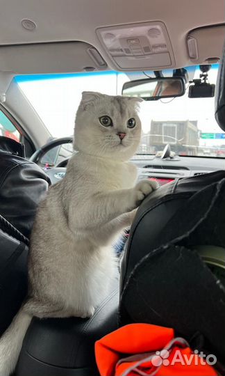 Шотландский кот на вязку