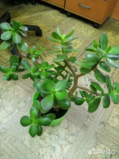 Толстянка денежное дерево