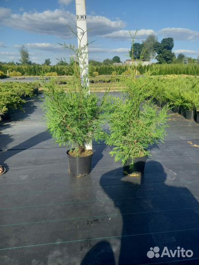 Туя брабант