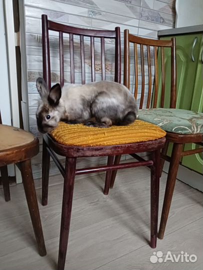 Стул татра Лигна Чехословакия 1960г