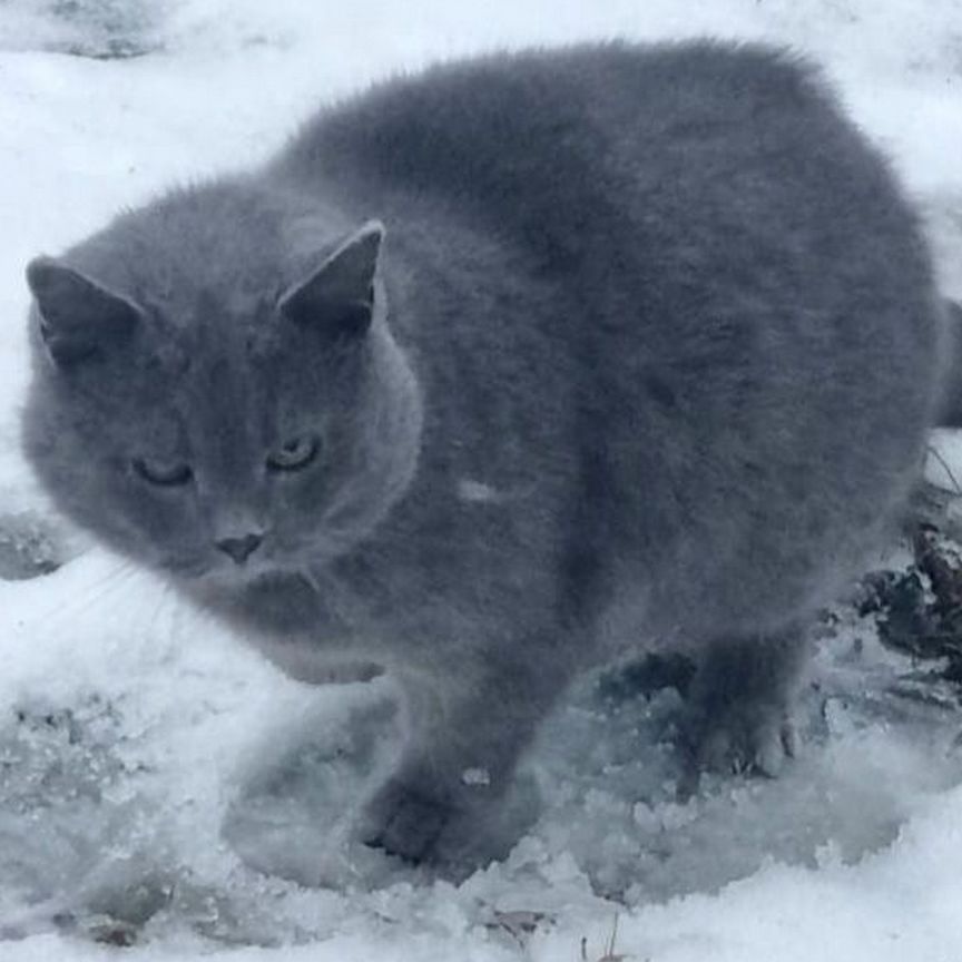 Молодая кошечка ищет любящую семью