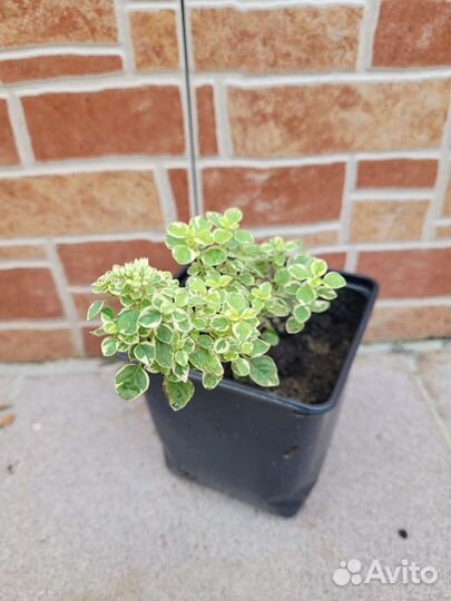 Пряные травы