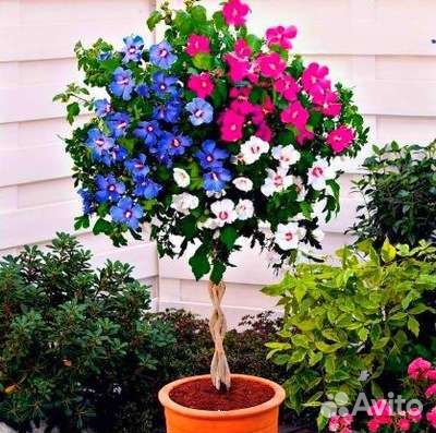 Гибискус сирийский трехцветный зкс