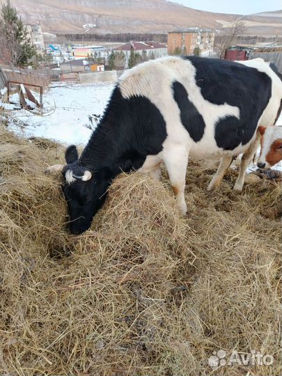 Корова стельная дойная