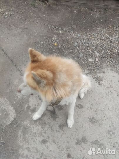 Отдам бесплатно