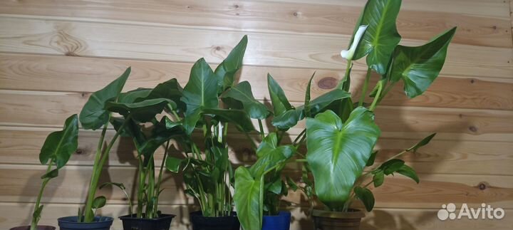 Продается цветок Калла (белая)