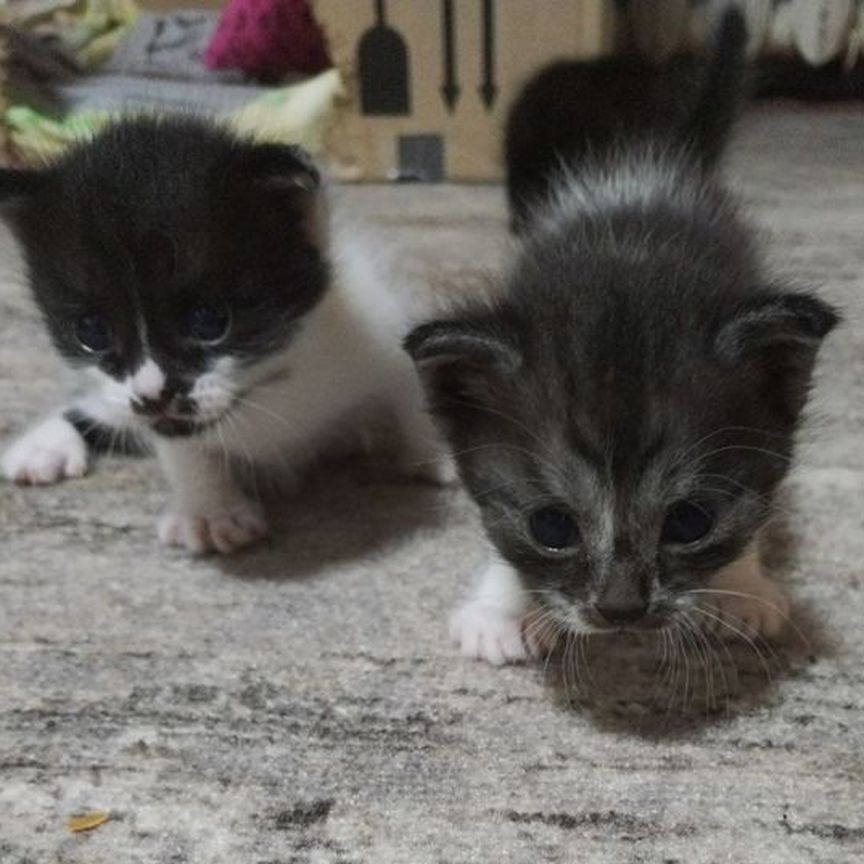 Котята в добрые руки бесплатно