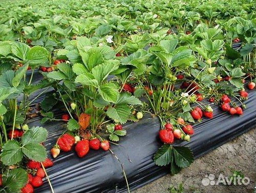 Усы клубники