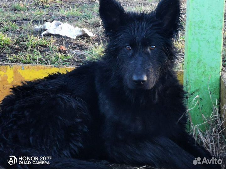 Черная немецкая овчарка