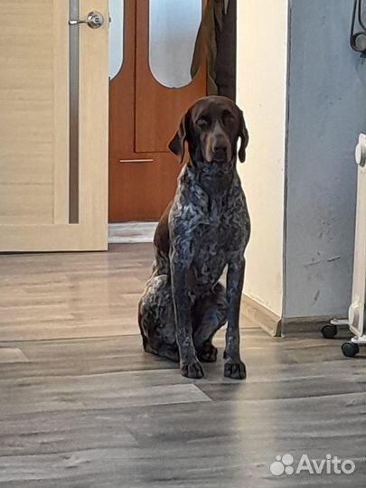 Продам щенков курцхаар