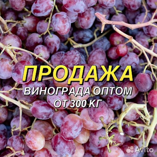 Виноград оптом