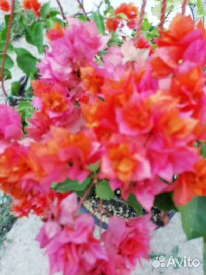 Бугенвиллия