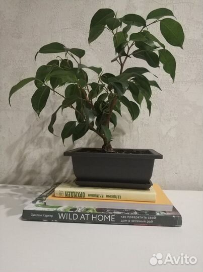 Фикус Бенджамина