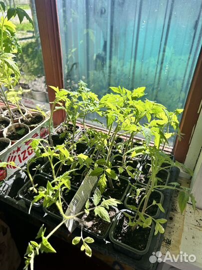 Продам помидоры