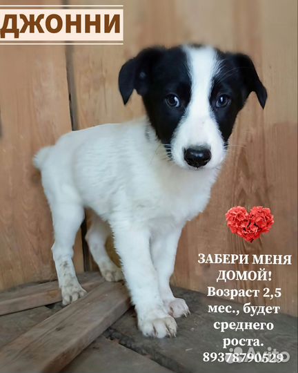 Щенок в добрые руки