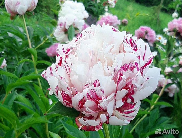 Пионы (корни) на осень