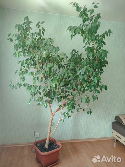 Фикус Бенджамина большой