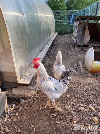 Молодые петухи