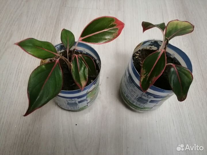 Комнатные цветы