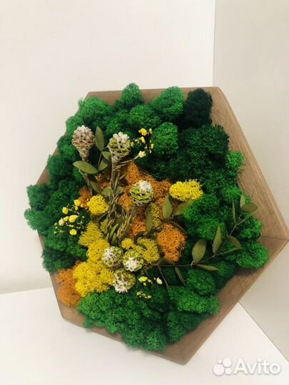 Сота со мхом