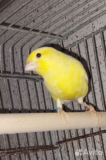 Канарейки овсяночного напева