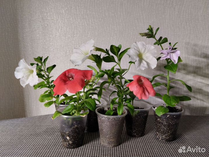 Петуния тайдал