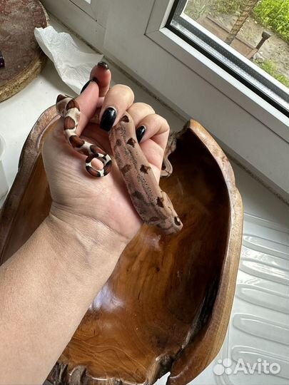 Императорский удав