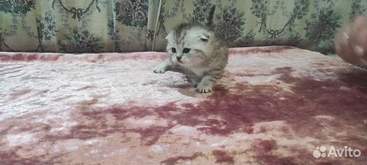 Продаются котята