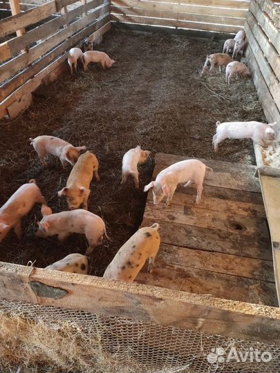 Поросенок ландрас