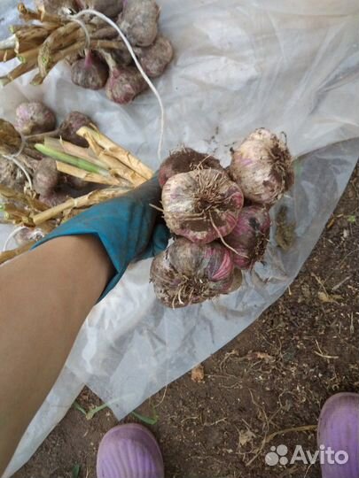 Деревенская картошка, чеснок,морковь,тыква,капуста