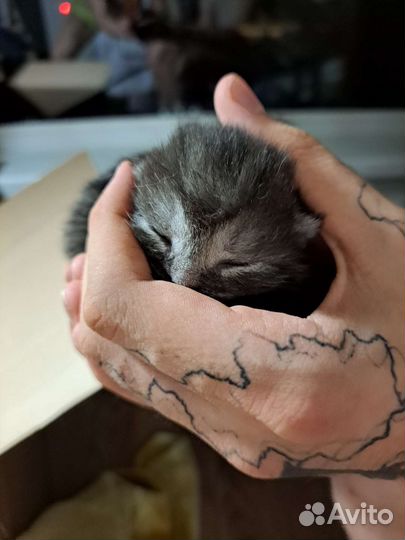 Вислоухие котята