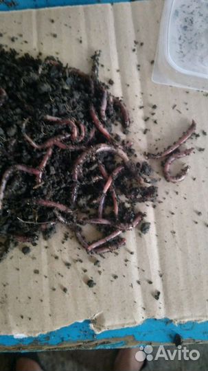 Черви. Опарыш