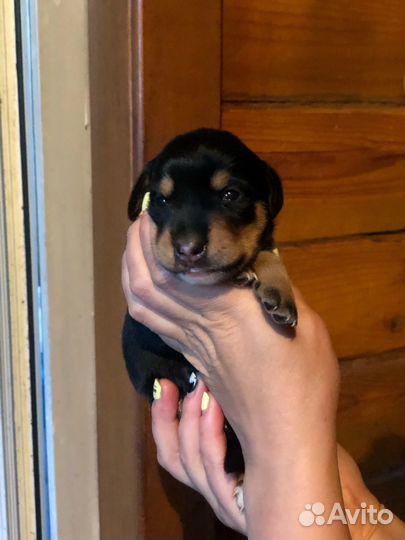 Щенки таксы