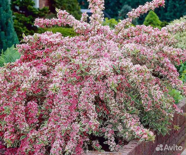 Вейгела Нана варигата