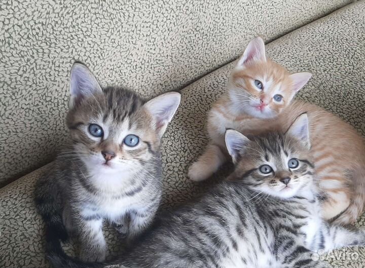 Котята в добрые руки