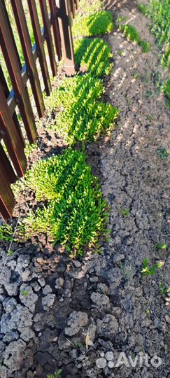 Почвопокровники