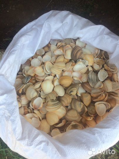 Ракушка морска