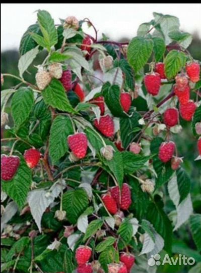 Ремонтантная малина