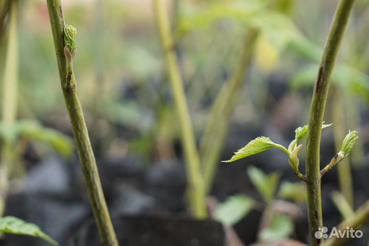Саженцы кленов Моно, Зеленокорый, Татарский