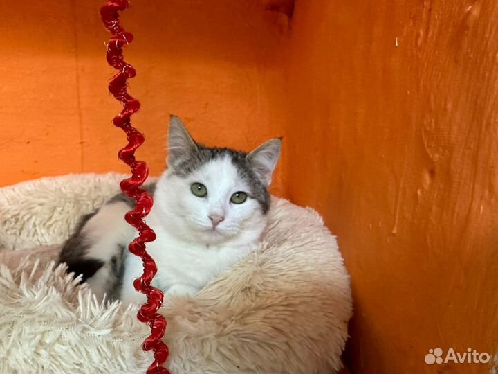 Котенок Плюшка (девочка)