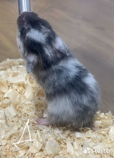 Сирийские хомячки