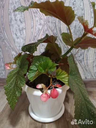 Бегония коралловая