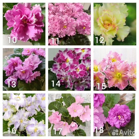 Фиалки лист на срез