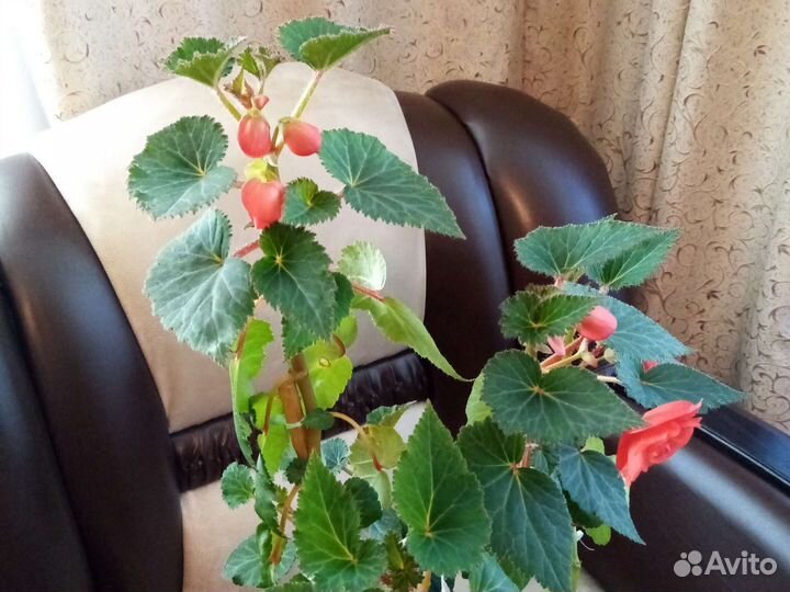 Бегонии клубневые, большие и маленькие