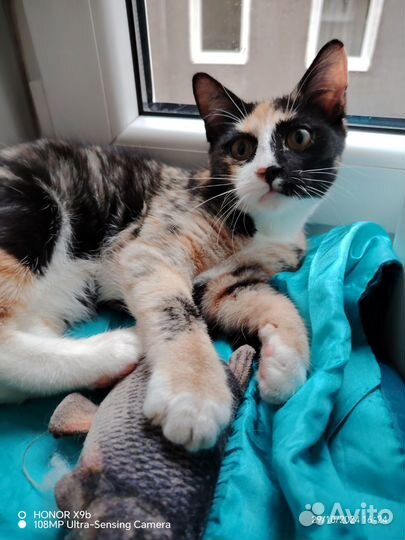 Котята ищут дом