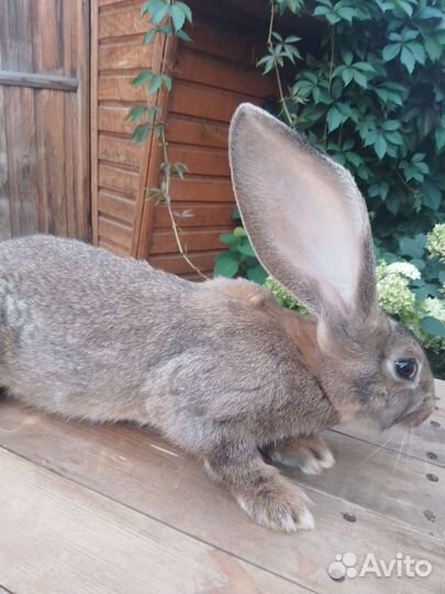 Кролики фландер